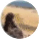 bimbel-snbt-img-testimoni-ibu-effi